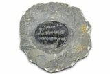 Detailed Gerastos Trilobite Fossil - Morocco #363949-2